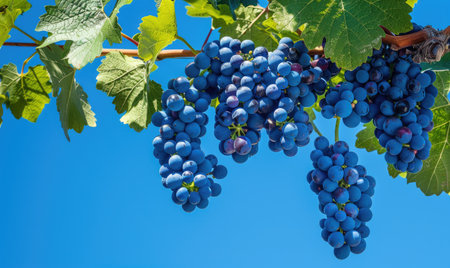 Grapes on vines with clear blue sky backgroundの素材