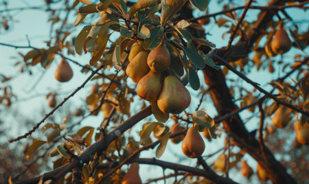 Pear trees with branches laden with pearsの素材