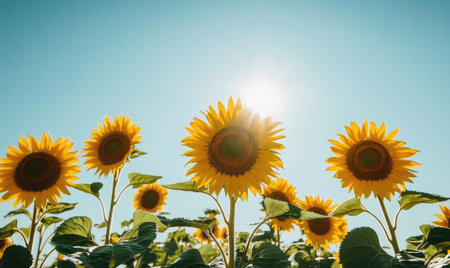 Vast sunflower field under a clear blue skyの素材