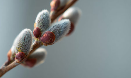A branch with buds on it. The buds are fuzzy and red. The branch is on a gray backgroundの素材