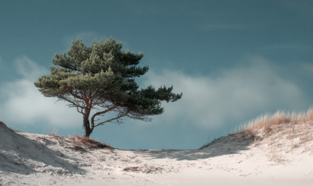 A tree is standing in the middle of a sandy hill. The sky is blue and there are clouds in the backgroundの素材