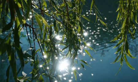 A tree with leaves and water. The leaves are green and the water is blue. The sun is shining on the water, creating a beautiful reflectionの素材