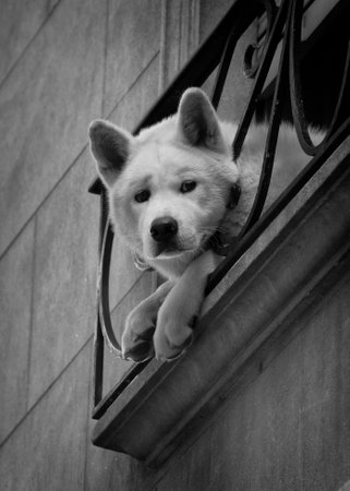 Sad dog waiting at the window for something nice to happen. Black and White Photoの写真素材