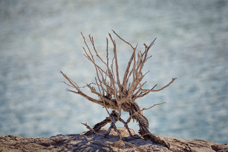 dry plant next to water damの写真素材