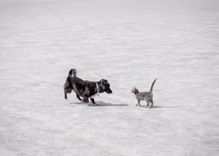 adorable dog and cat playing outdoors