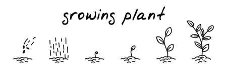 Plant growing handdrawn illustration. Cute cartoon vector clip art with 6 illustrations depicting different stages of plant growth from sowing to leaves. Black and white linear sketchのイラスト素材