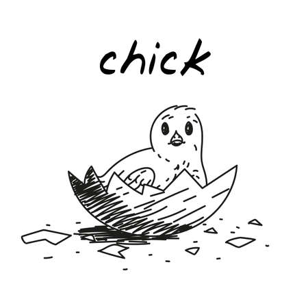 Newborn chick handdrawn illustration. Cute cartoon clip art of day-old chick sitting in an eggshell. Black and white sketch of a small newborn chikenのイラスト素材