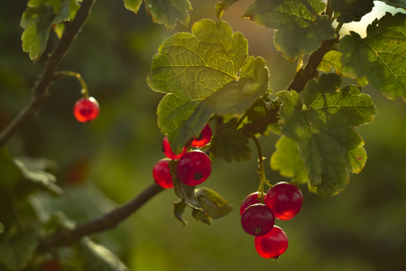 Red currant branch