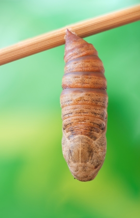 A butterfly cocoon sleeping on a branch の写真素材