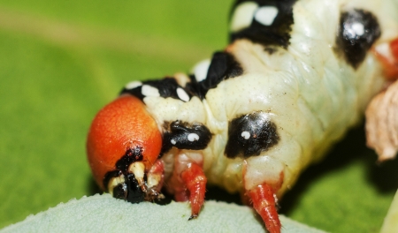 larva eatingの写真素材