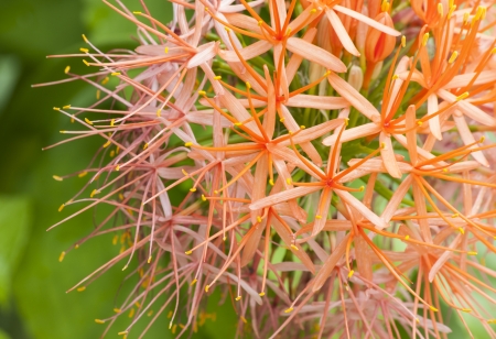 The beauty of flowerの写真素材