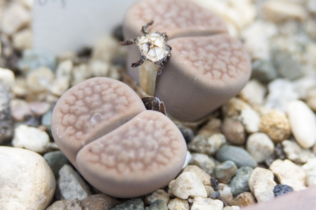 Lithops karasmontana living stone plantの写真素材