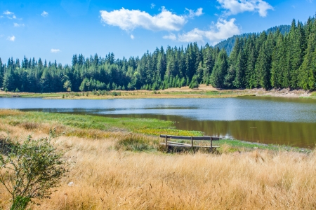  forest lakeの写真素材