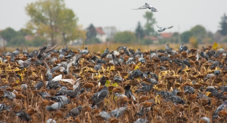pigeons eat sunflower seeds from the fieldの写真素材