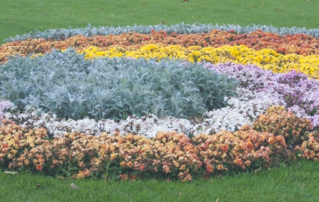 composition from different flowers at the parkの写真素材