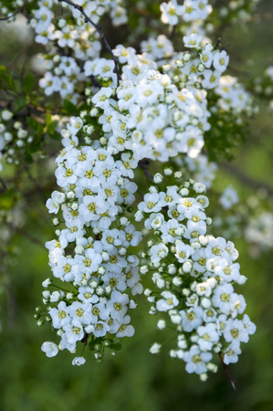 Spiraling Cinerea in Bloom, Gray Grefsheim shrub with white flowers in magical morning light, dew on...