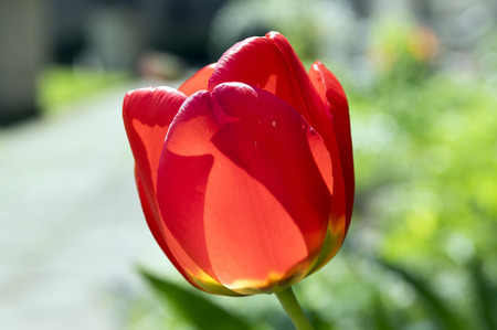 Common beautiful spring red tulip in bloom in the garden in backlightの写真素材