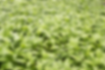 Abstract color blurry backgroundの写真素材