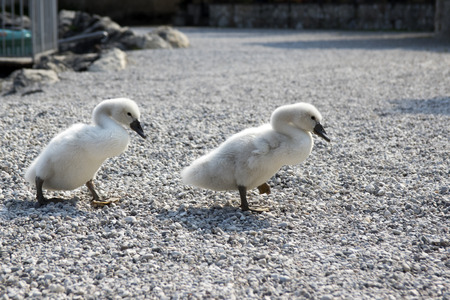 Two little cute swan kids walking on stony path, funny sceneの写真素材