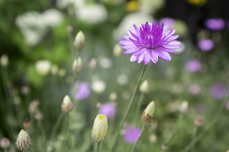 Xeranthemum annuum, annual everlasting immortelle in bloomの写真素材