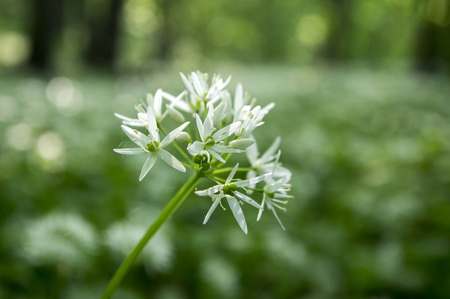 Allium ursinum bear 's garlic in bloom, sunlight