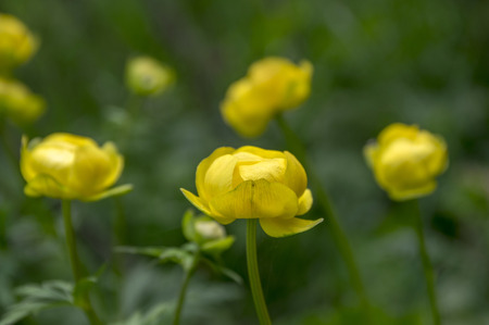 Trollius altissimus yellow mountain flowers in bloomの写真素材