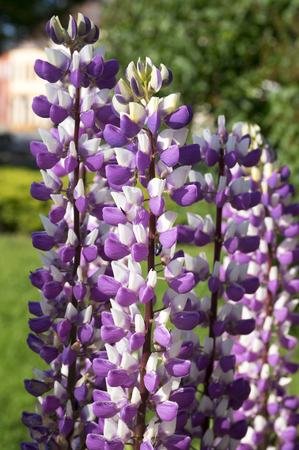 Lupinus perennis flowers in bloomのeditorial素材