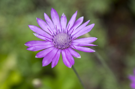 Xeranthemum annuum, annual everlasting immortelle in bloomの写真素材