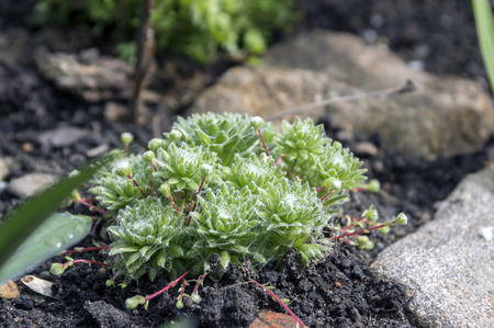 Sempervivum arachnoideum group of plants in the garden, rosettes with spider websの写真素材