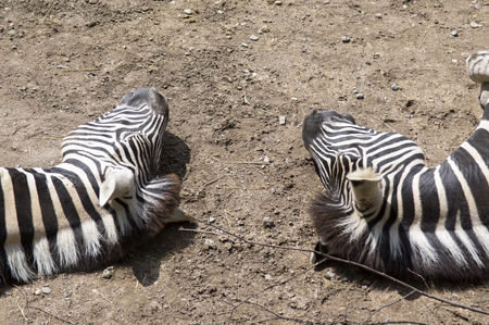 Burchell zebra lie on the ground, two heads, sleapingの写真素材