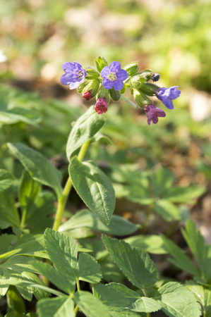 Pulmonaria officinalis in bloom, early springtimeの写真素材