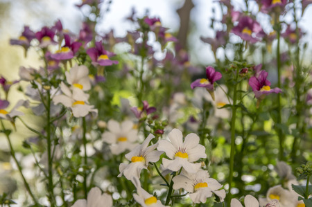 Nemesia strumosa ornamental flowers in bloom, white with yellow centerの写真素材