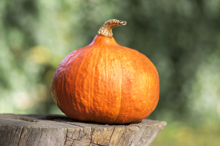 One pumpkin on wooden stumpの写真素材