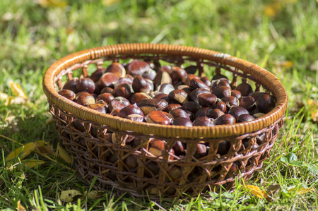 Scattered raw sweet chestnuts, tasty and healthy brownish nuts in wicker basketの写真素材
