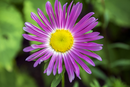 Callistephus, chinensis in bloomの写真素材