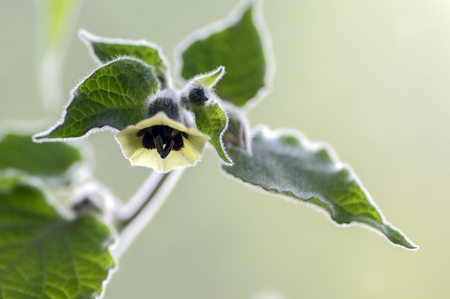 Physalis peruviana edible tasty physalis in bloom, green leaves on branchesの写真素材