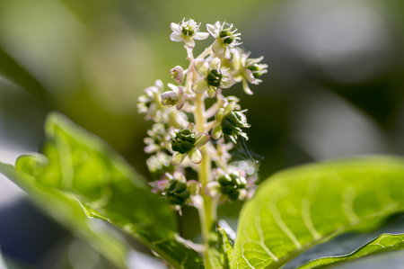Phytolacca esculenta in bloom, white small flowers on one stemの写真素材