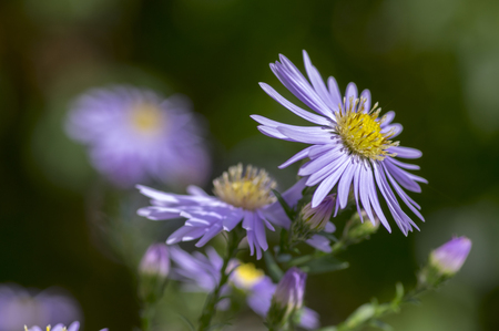 Symphyotrichum novae-angliae Michaelmas daisy in bloom, autumn ornamental herbaceous perennial plantの写真素材