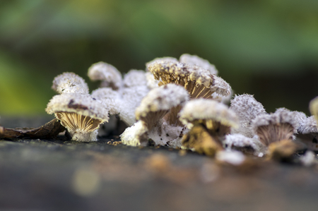 Schizophyllum commune species of gilled fungusの写真素材