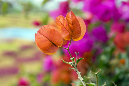 Buganvilla, bugambilia shrub branches with orange flowers, ornamental plant floweringの写真素材