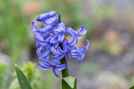Hyacinthus, dark blue hyacinths plant, bulbous spring flower in bloom in the springtime gardenの写真素材