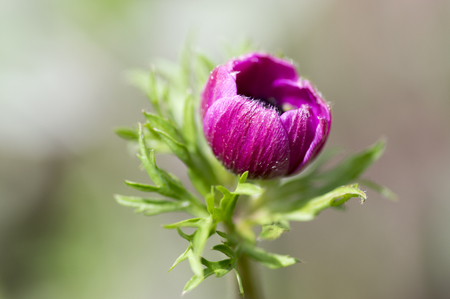 Single ornamental anemone coronaria de caen in bloom, pink purple flowering plant in daylightの写真素材