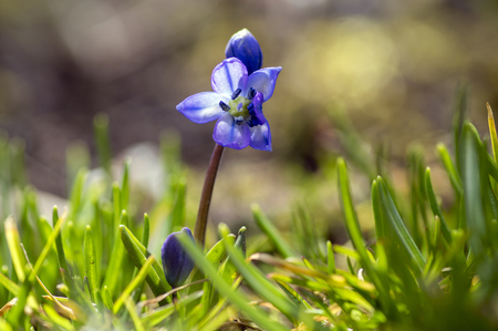 Scilla siberica blue small springtime flowers in the grass, close up view bulbous flowering plant in the grassの写真素材