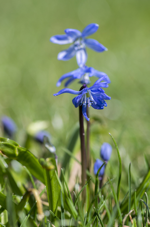 Scilla siberica blue small springtime flowers in the grass, close up view bulbous flowering plant in the grassの写真素材
