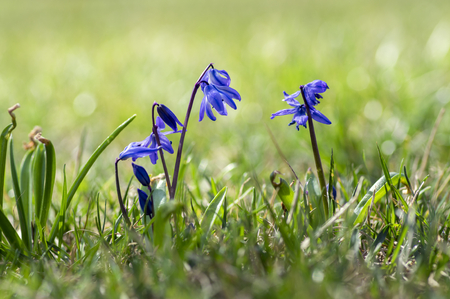 Scilla siberica blue small springtime flowers in the grass, close up view bulbous flowering plant in the grassの写真素材