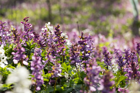 Corydalis cava early spring wild forest flowers in bloom, white violet purple flowering ground beautiful small plants with green leavesの写真素材