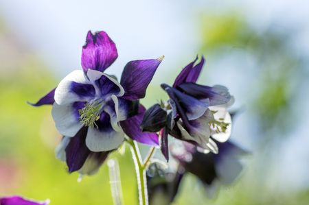 Aquilegia vulgaris, common columbine purple violet white flowers in bloom in sunlightの写真素材