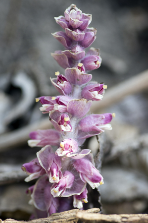 Lathraea squamaria parasitic plant in bloom, forest light pink flowersの写真素材