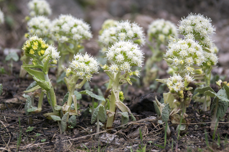 Petasites albus springtime forest herb, perennial rhizomatous plant flowering with group of small white flowersの写真素材