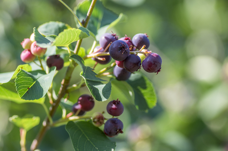 Amelanchier ovalis tasty ripening fruits berries,  serviceberries on branches in sunlightの写真素材